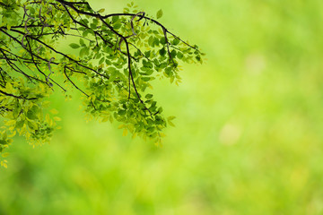 Fototapeta na wymiar Natural green background