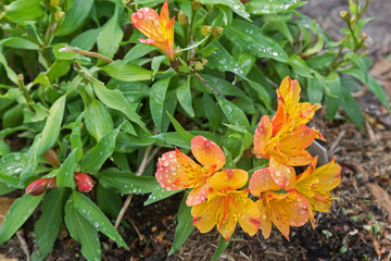 Obraz na płótnie Canvas Closeup of Wet Alstroemeria flowers in orange yellow peachy color. It’s also called Peruvian lily, or lily of the Incas.