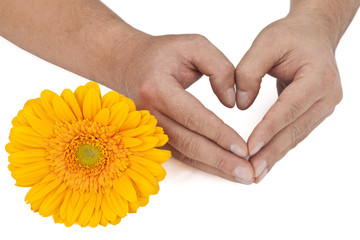 man hand with yellow daisy