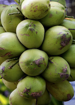 Topical coconuts.