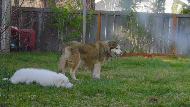 Bigger older Malamute dog teaches silly Great Pyrenees puppy a lesson by nipping at him