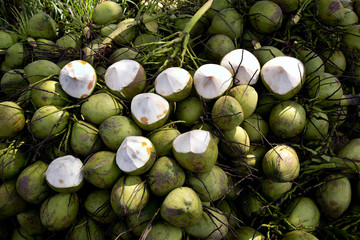 Topical coconuts.