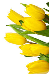 vertical image of yellow tulips