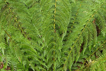 Closeup photo of lush ferns growing in the rainforest at Otway national park, Victoria, Australia