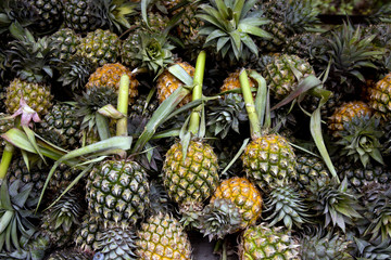 A lot of pineapple fruit background