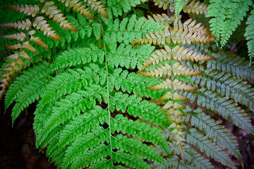 シダ植物, 色の変化