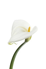 lily flower against white.