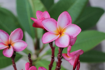 Fototapeta na wymiar Pink plumeria on the plumeria tree, frangipani tropical flowers.