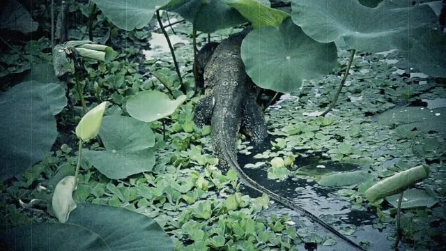 Old raw footage retro film grain of giant Lizard monster is crawling through a lotus pond in tropical swamp in HD. 