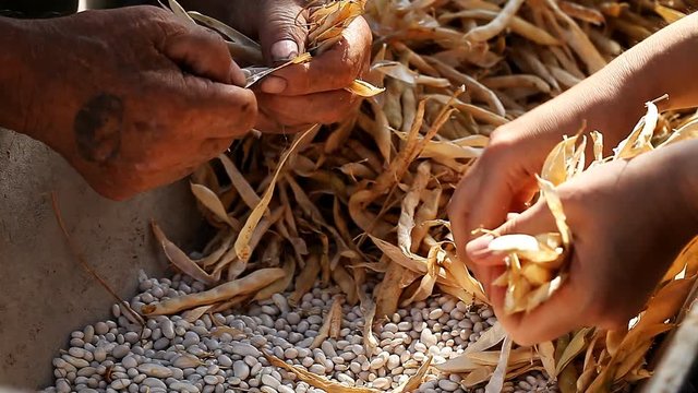 beans, pod, harvest, cereals, agricultural  /  people clean ripe green beans, harvest crops
