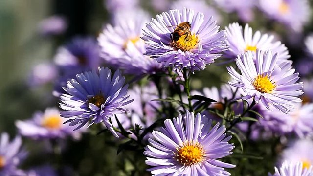 insects collect nectar from blooming flowers  /  insects collect nectar from blooming flowers, pollination, instincts