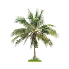 Coconut palm tree isolated on white