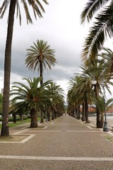 Fototapeta na wymiar Palms on the lakeside promenade in La Spezia, Mediterranean Sea Italy