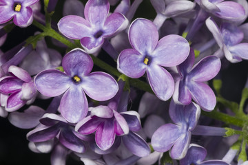 Fototapeta na wymiar Blossom common lilac, Syringa vulgaris, background, macro, selective focus, shallow DOF