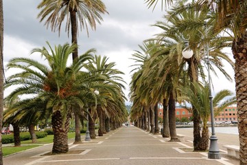 Fototapeta na wymiar Palm alley in La Spezia at the Mediterranean Sea, Italy