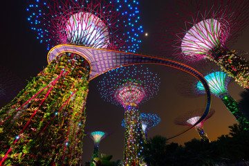 Naklejka premium Supertree ogród nocą, ogród nad zatoką w Singapurze