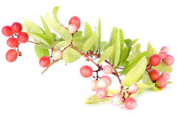 Carissas on white background