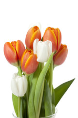 colorful tulips on the flower vase