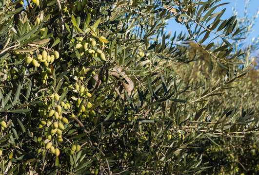 green olives on tree in olive grove