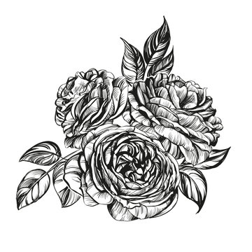 floral blooming rose branch vector illustration  sketch