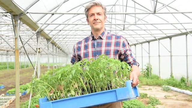 Farmer in greenhouse holding tray of organic plant