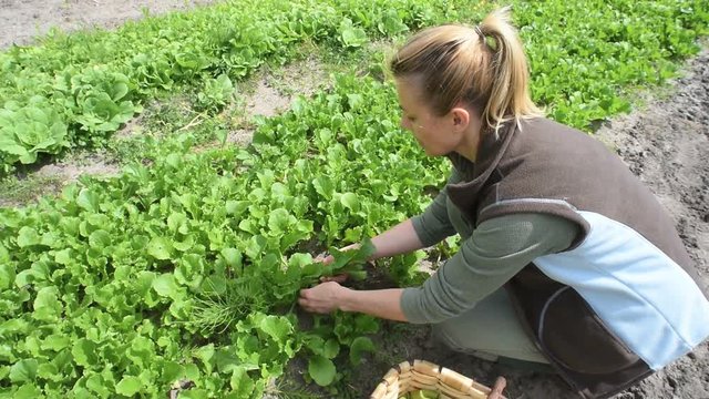Woman in vegetable garden picking radishes