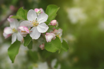Obraz na płótnie Canvas Apple-tree flowers