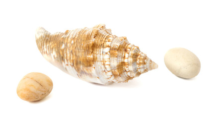 sea shell with stones on a white background