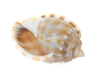 Spiral Seashell isolated on White Background