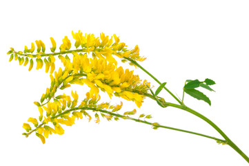 Medicinal plant: Melilotus officinalis (Yellow Sweet Clower)