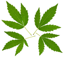 Cannabis leafs