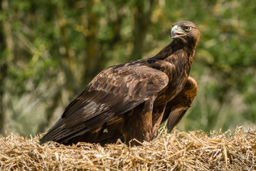 Full length portrait of a golden eagle perched on a bale of straw
