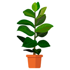 Vector illustration plant in pot. Rubber plant in pot