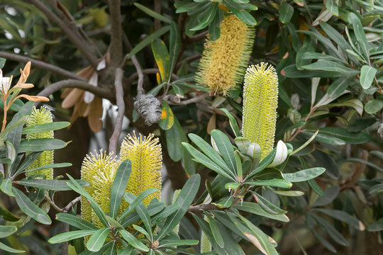 Closeup of Coast Banksia tree (Banksia integrifolia) with yellow flower spike grown in the east coast of Australia