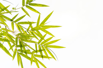 Bamboo leaves,Isolated on white background,