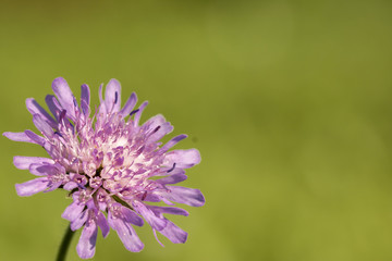 Wittwenblume auf grünem Hintergrund