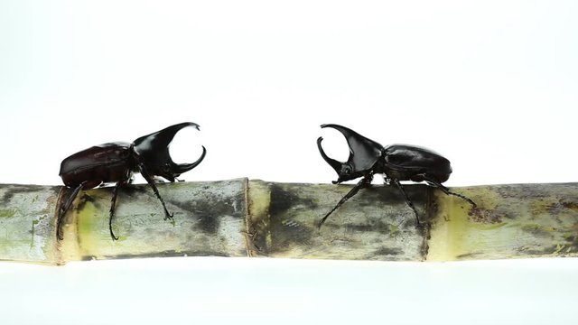 Close up male fighting beetle (rhinoceros beetle) on sugarcane isolated on white background