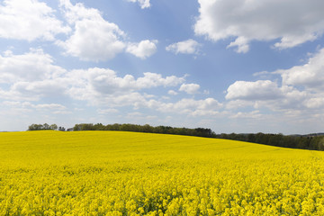 Obraz premium The Field of the Rape