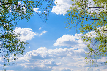 Obraz premium blue sky with clouds and foliage closeup