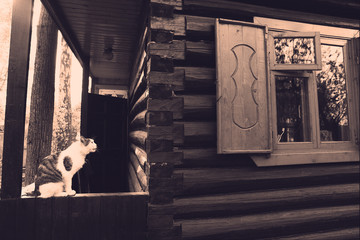retro photo of  house with window and cat - Powered by Adobe