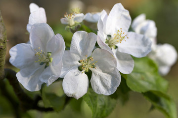 Fototapeta na wymiar Apple Tree Flower 
