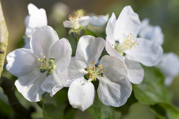 Apple Tree Flower 