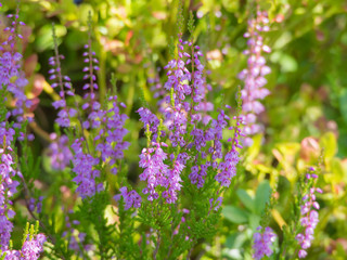 blooming heather in summer