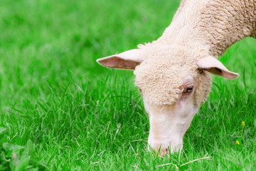 Naklejka na ściany i meble A Sheep Grazing, Sheep Head Closeup