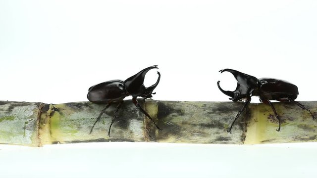 Close up male fighting beetle (rhinoceros beetle) on sugarcane isolated on white background