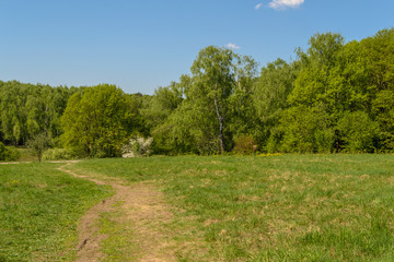 Road running along the edge of spring green forest