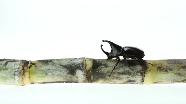Close up male fighting beetle (rhinoceros beetle) on sugarcane isolated on white background