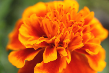 blurry orange marigold abstract