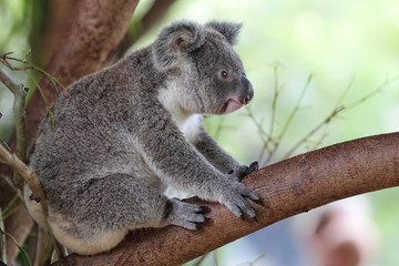 Koala (Phascolarctos cinereus)