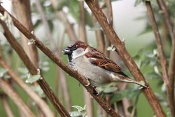 Haussperling (Passer domesticus)